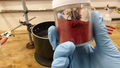 Crude chromium trioxide by Doug's Lab.png