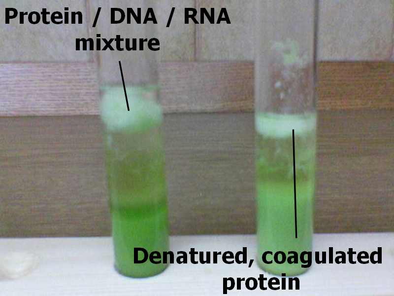 DNA extract.jpg - 34kB