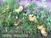 fungi_5.jpg - 765kB