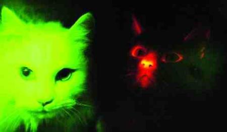 glowingcat.jpg - 10kB
