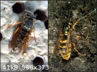 p11150nsil-GermanWasp(Left)&CommonWasp(Right)-Queens.jpg - 41kB