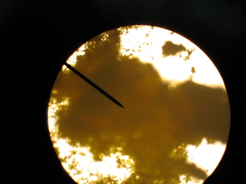 Lead Picrate microscope pic 001.jpg - 112kB