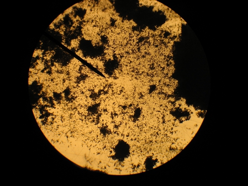 Lead Picrate microscope pic.jpg - 148kB