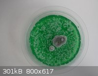 fungi 004.jpg - 301kB