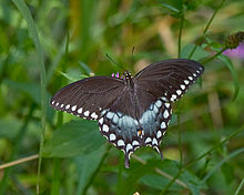 Spicebush butterfly.jpg - 12kB