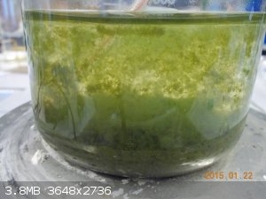 Green precipitate after adding H2O2.JPG - 3.8MB