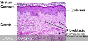 basic-anatomy-of-the-skin-epidermis-dermis-stratum-corneum-fibroblasts.jpg - 170kB