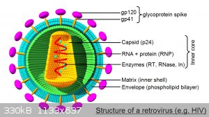 Retrovirus_labeled.jpg - 330kB