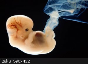 human-embryo-research-earliest-mutation-873115.jpg - 28kB