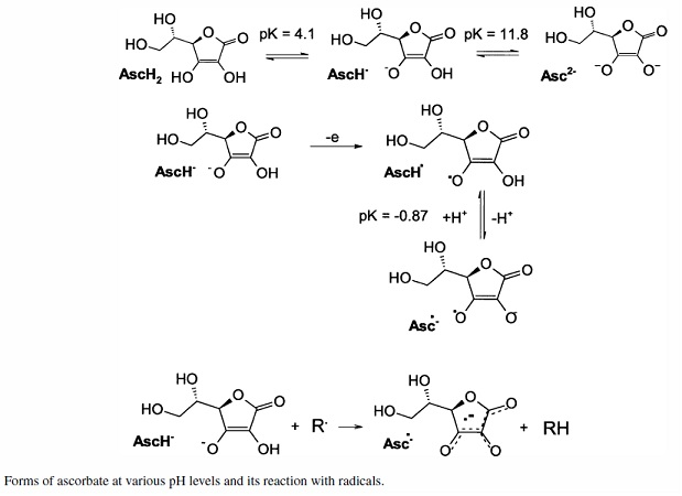 Ascorbic Acid pH reactions and reduction of radicals.bmp - 817kB