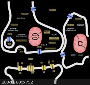 800px-Release,_Reuptake,_and_Metabolism_Cycle_of_GABA.png - 208kB