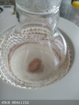 IMG_20250309_134206_0.jpg - 45kB