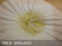 NdOx fluorescent lighting.jpg - 76kB