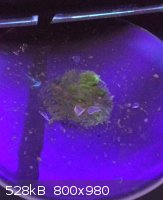 tb in uv.jpg - 528kB