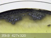 IMG_0066_adjFM_small.JPG - 35kB