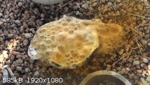 00019 4016.jpg - 585kB