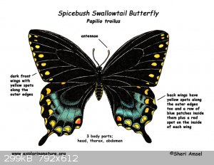 butterfly_spicebush_swallowtail_diagram.jpg - 299kB