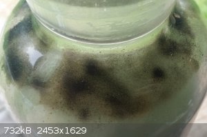 Jar Precipate.jpg - 732kB