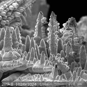 8767BED2-CB89-4357-878E-3C372DEA42ED.jpeg - 289kB