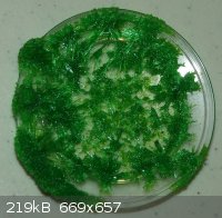 Copper(II) chloride crystals small.jpg - 219kB