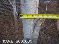 Tree Measurement.JPG - 408kB