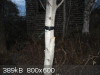 Cord On Tree.JPG - 389kB