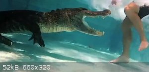 Caught-On-Alligator-in-pool-attacks-swimmer-Blogertize.jpg - 52kB