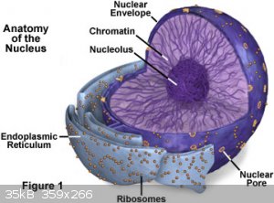 nucleusfigure1.jpg - 35kB