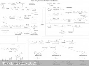 cannabinoid total biosynthesis.png - 407kB