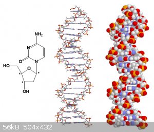 DNA.gif - 56kB