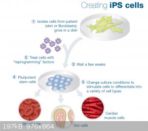 ips-cells.jpg - 197kB
