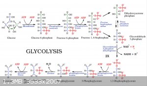 Glycolysis1.png - 1.3MB