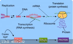 a-bio-DNA_protein-dia0o.gif - 11kB