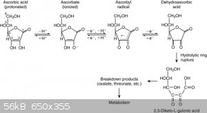 Ascorbic acid oxidation.jpg - 56kB