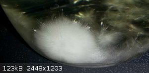 CaSO4 urchin crystal.jpg - 123kB