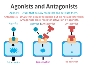 Agonists_and_antagonists.png - 24kB