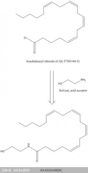 Anandamide synthesis.jpg - 29kB