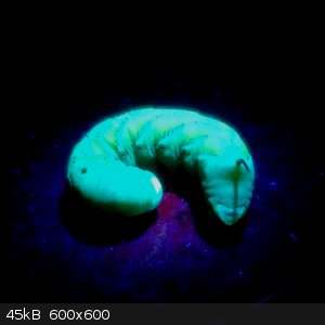 glowingHornworm.jpg - 45kB