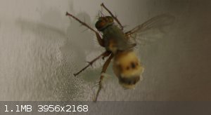 dead fly.jpg - 1.1MB